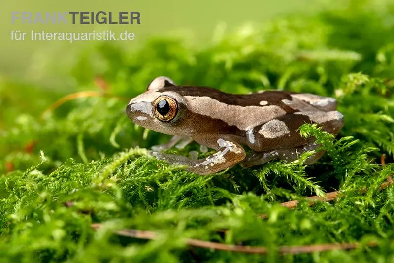 Grenouille banane brune, Afrixalus dorsalis