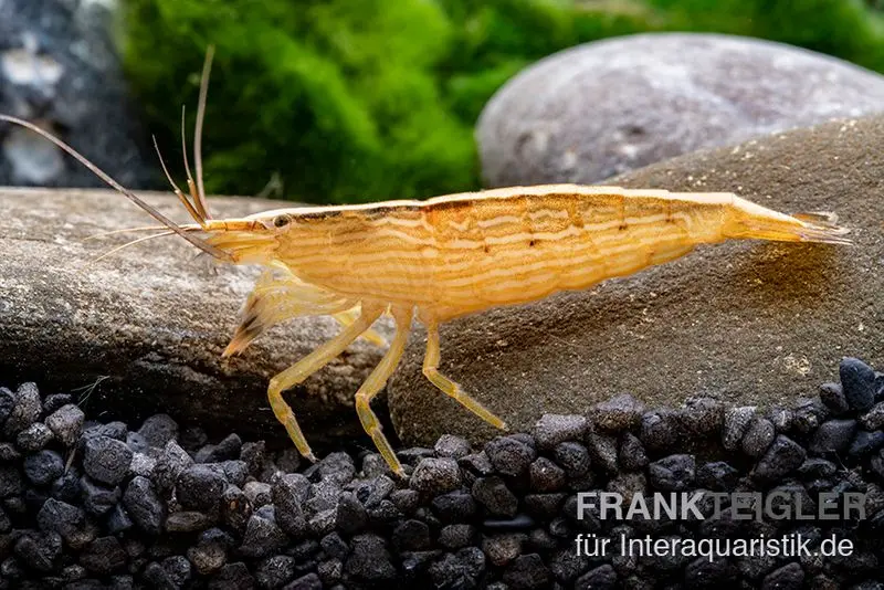 Petite crevette éventail, Atyopsis spinipes