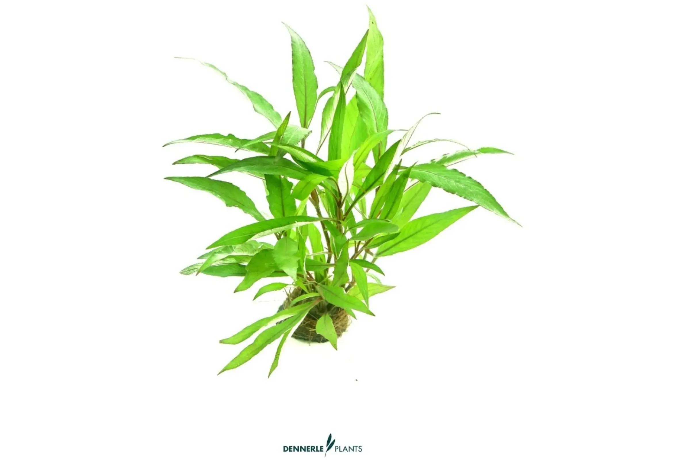 Hygrophile de Thaïlande, Hygrophila corymbosa Thailand, en pot