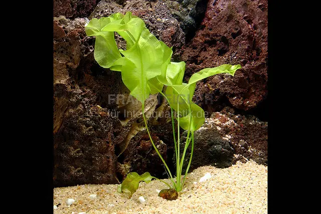 Véritable Aponogeton de Madagascar, Aponogeton ulvaceus, tubercule