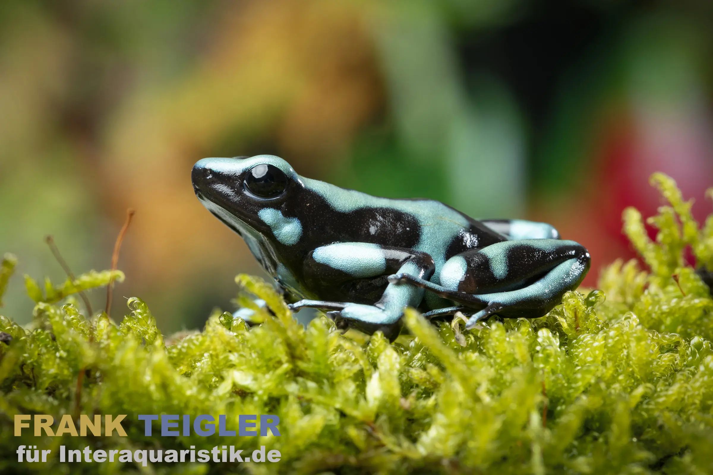 Dendrobate doré Bahia Solano, Dendrobates auratus