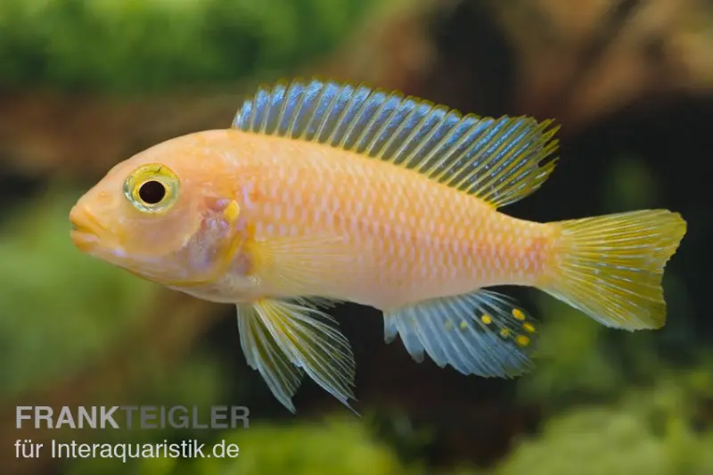 Cichlidé zèbre rouge, Pseudotropheus estherae « rot-rot », élevage allemand