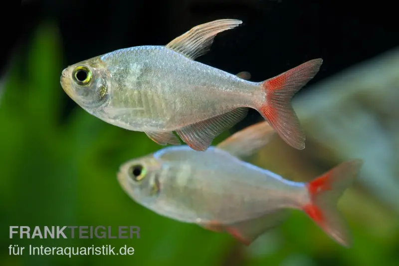 Colombien rouge et bleu, Hyphessobrycon columbianus