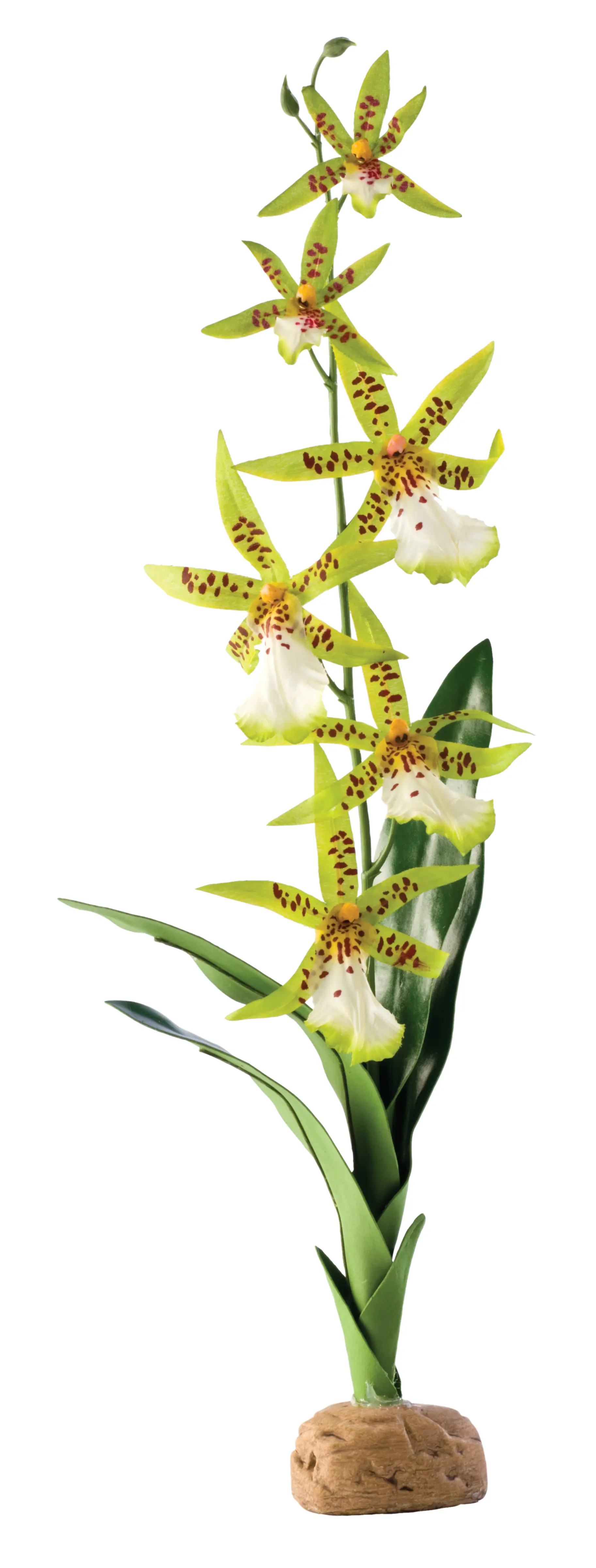 Orchidée araignée Exo Terra
