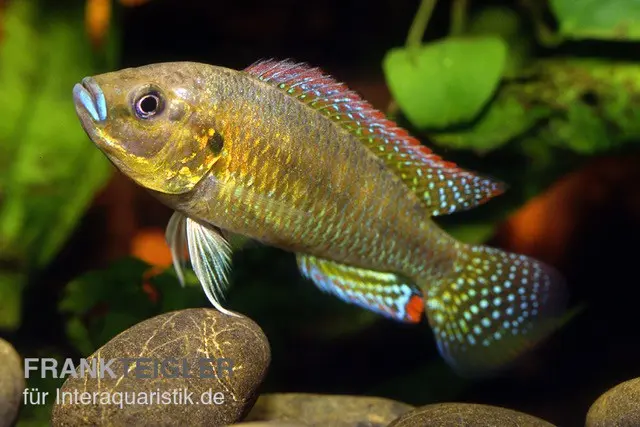Incubateur buccal cuivré, Pseudocrenilabrus dispersus philander