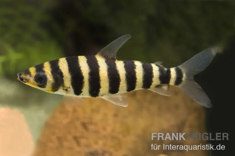 Leporinus vert, Leporinus fasciatus (tétra guêpe)