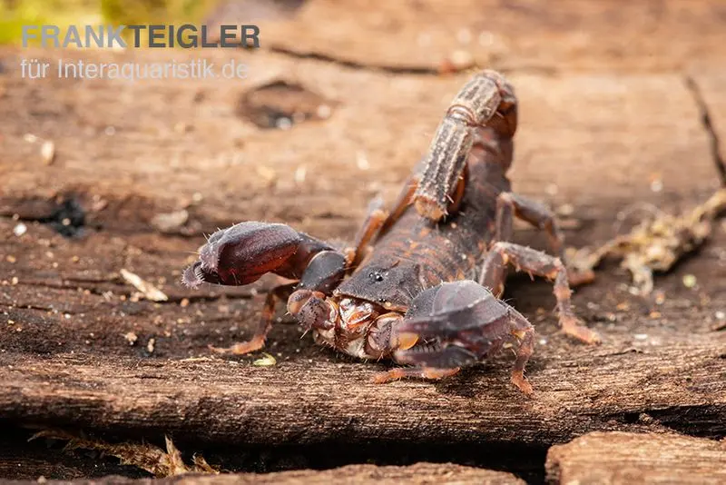 Scorpion nain de Thaïlande, Chaerilus sp. Thailand