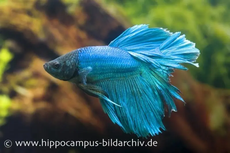 Combattant Halfmoon turquoise, mâle, Betta splendens