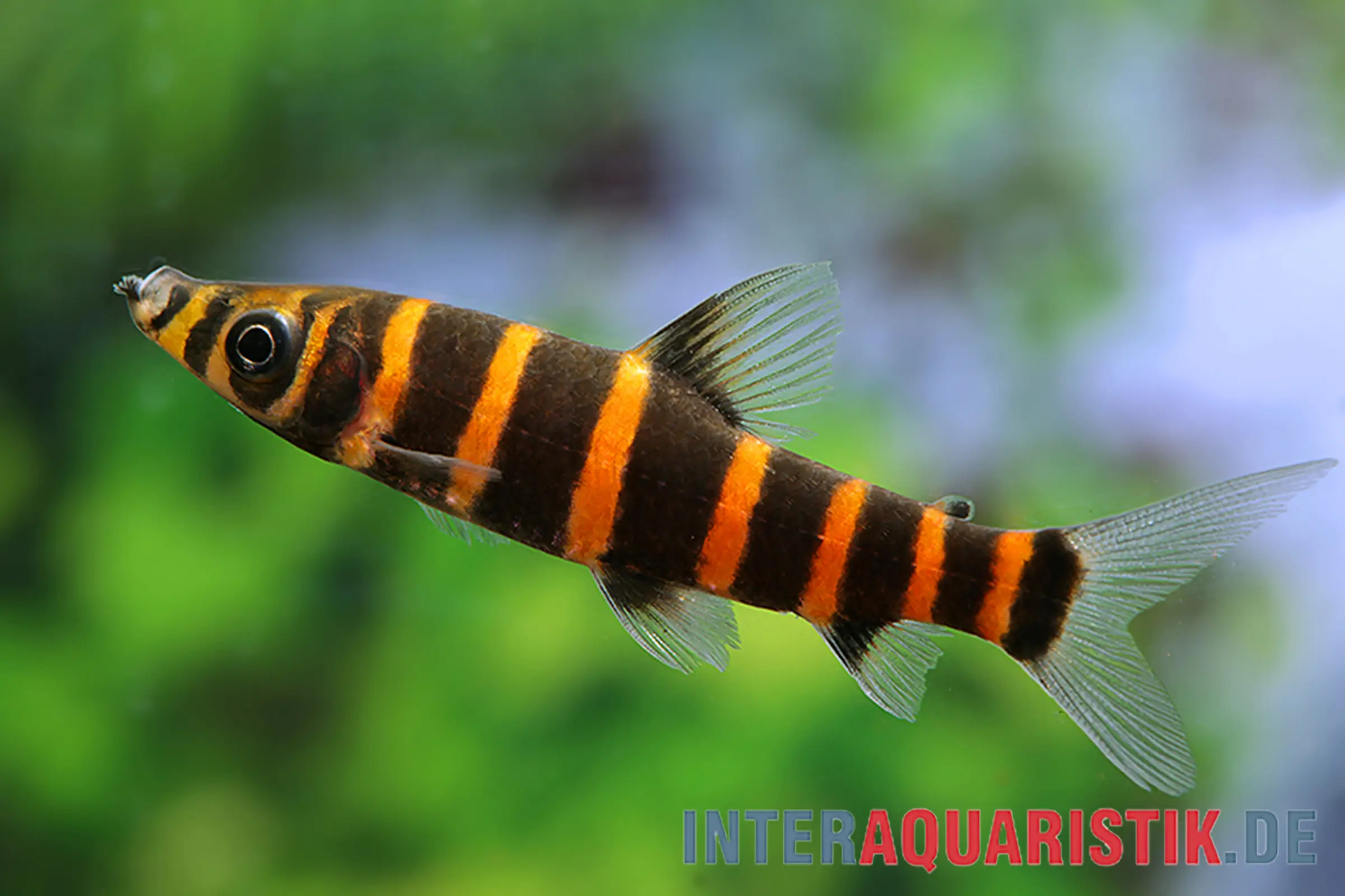 Poisson tête-en-bas à bandes annelées, Synaptolaemus latofasciatus (poisson tête-en-bas zébré)
