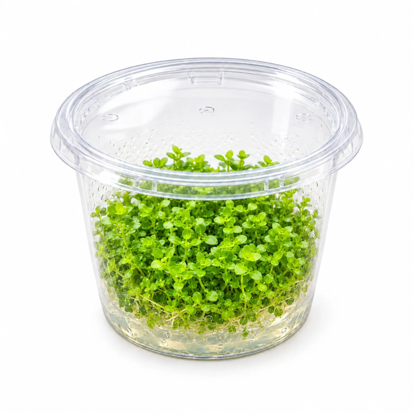 Micranthème Monte Carlo, Micranthemum tweediei, in vitro