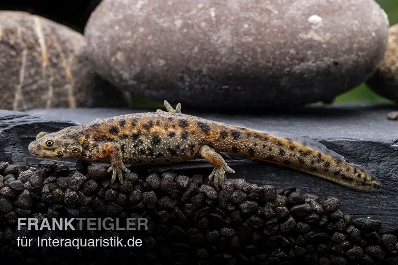 Triton côtelé espagnol, Pleurodeles waltl