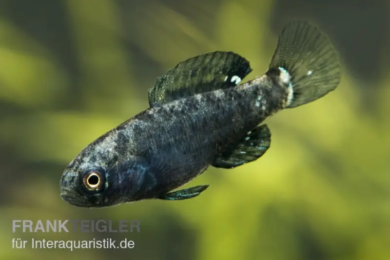 Achigan noir nain, Elassoma evergladei