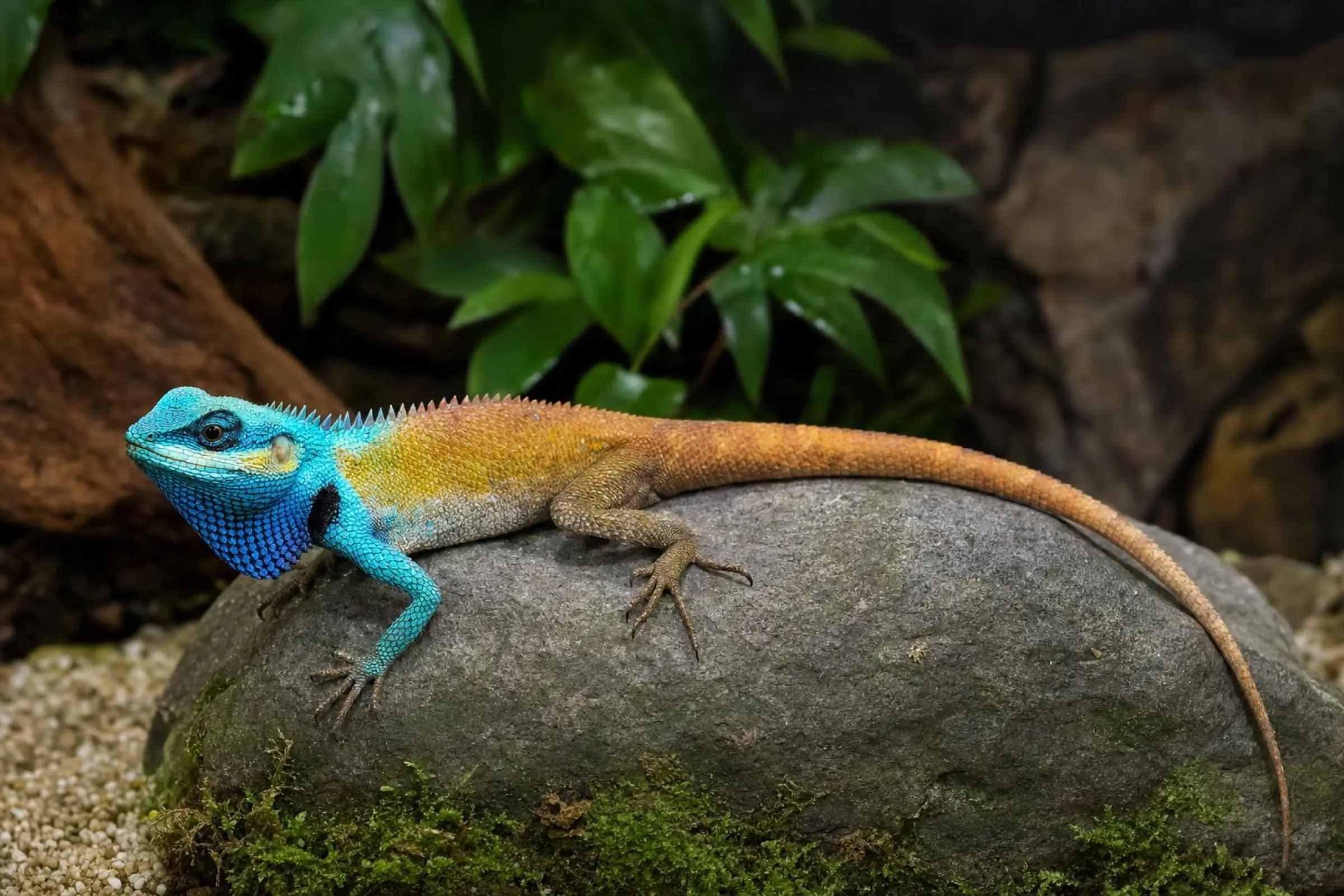Schönechse vietnamienne, Calotes bachae