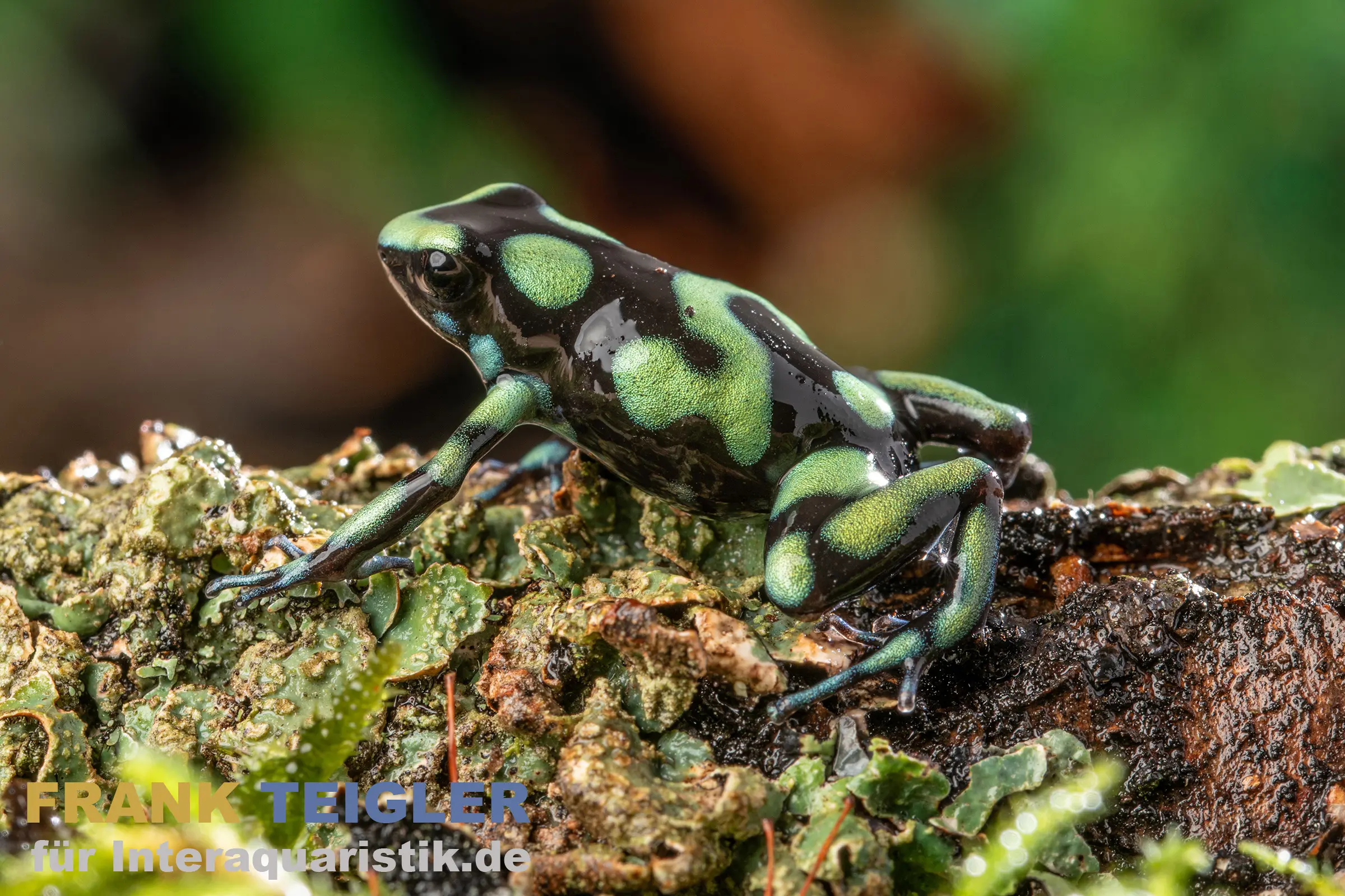 Dendrobate à flèches venimeuses de Capurganá, Dendrobates auratus capurgana