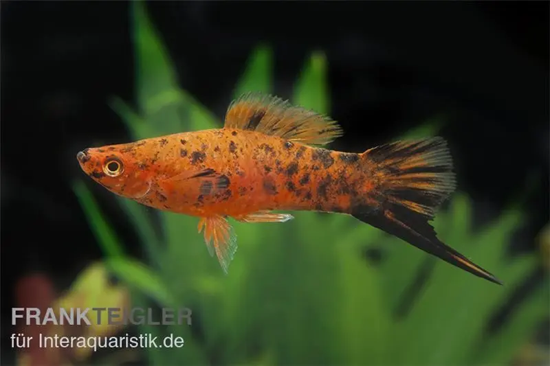 Porte-épée Berlin/Calico, Xiphophorus helleri