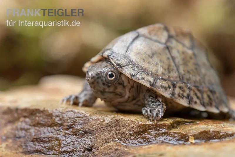 Tortue musquée à carène, Kinosternon carinatum