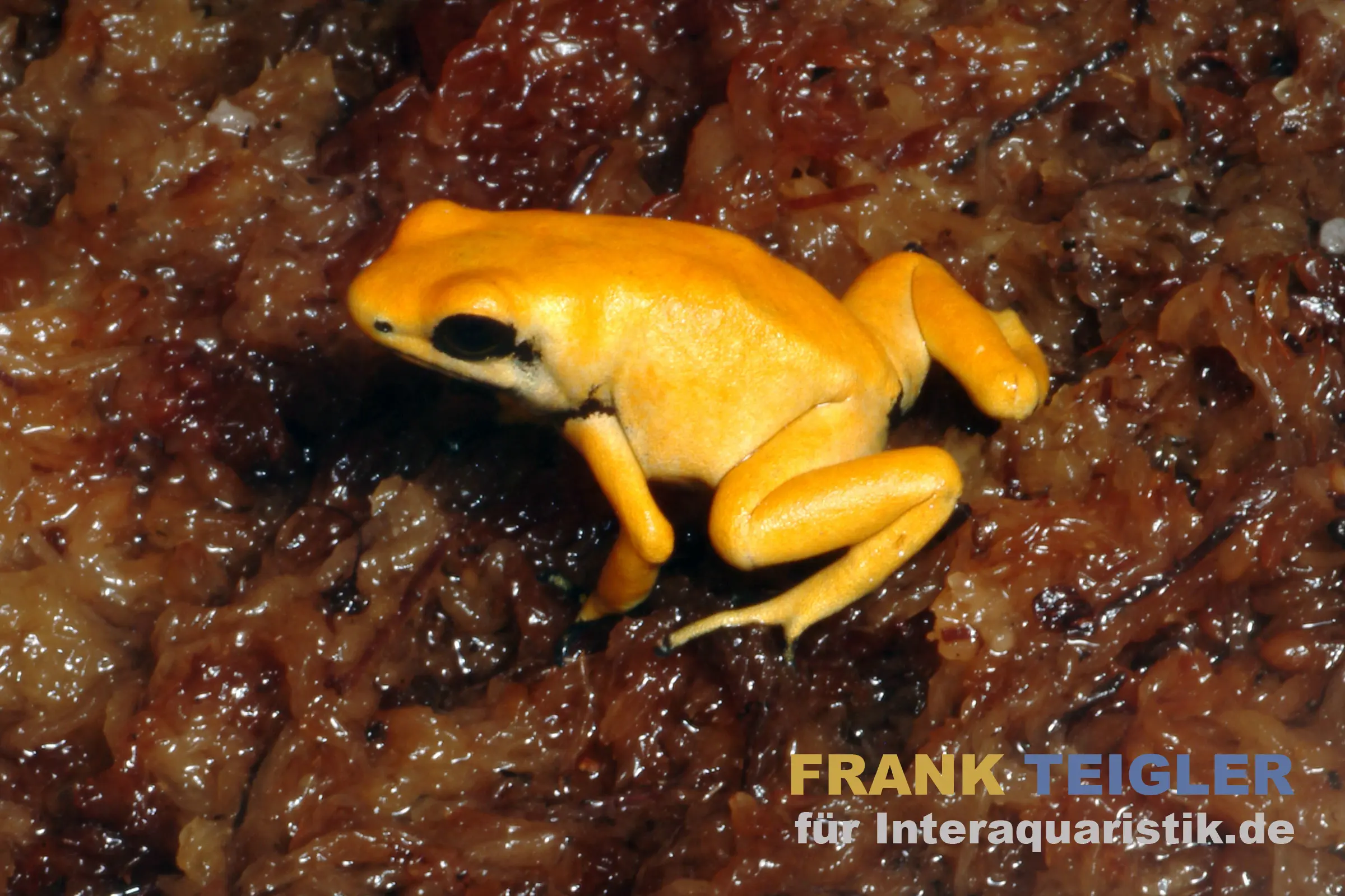Dendrobate terrible, Phyllobates terribilis