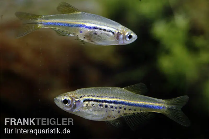 Danio tacheté, Danio nigrofasciatus