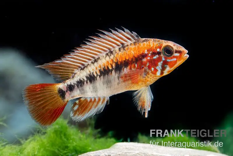 Cichlidé nain de Villavicencio « Red Mask », Apistogramma macmasteri Red Mask