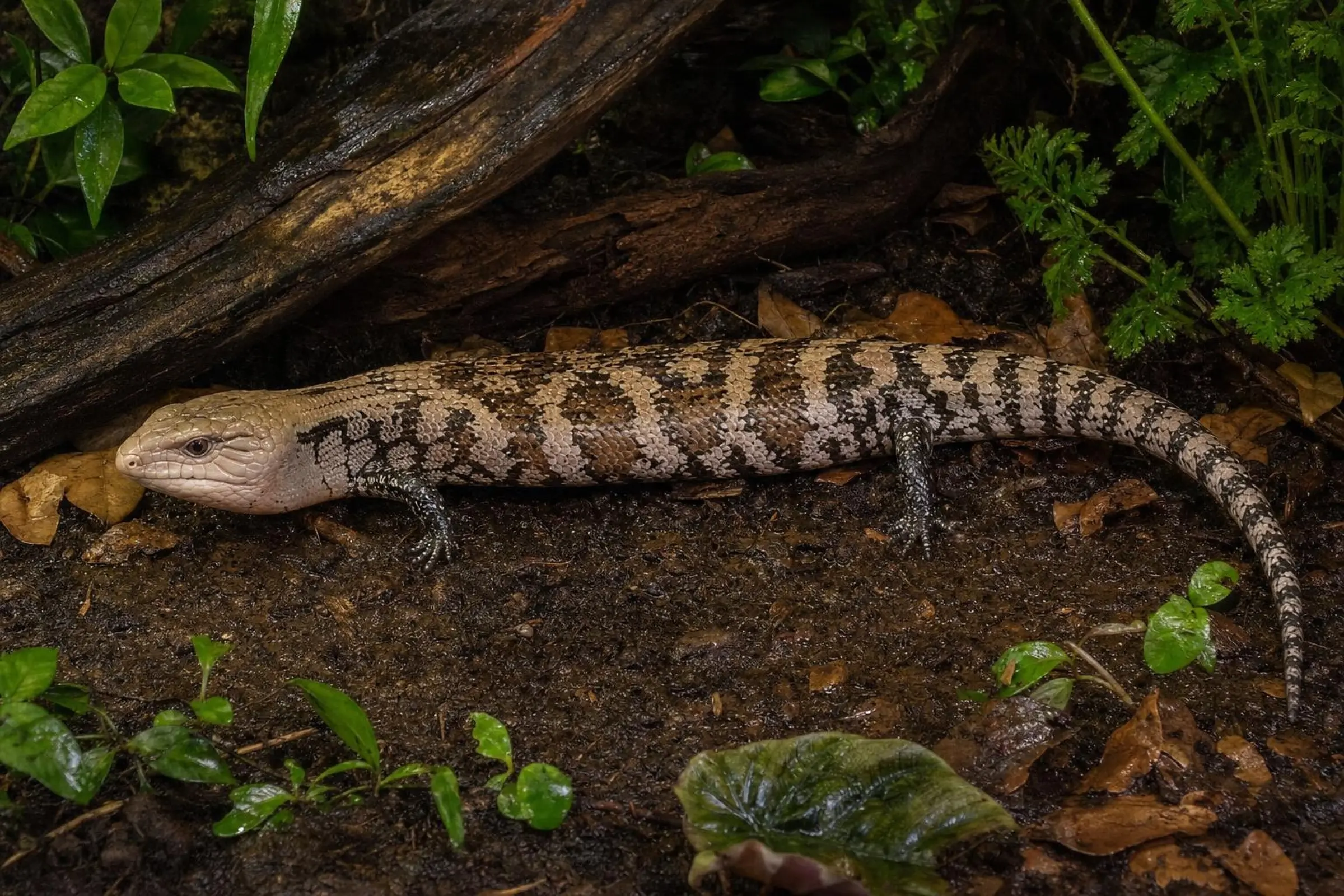 Scinque géant à langue bleue de Halmahera, Tiliqua gigas