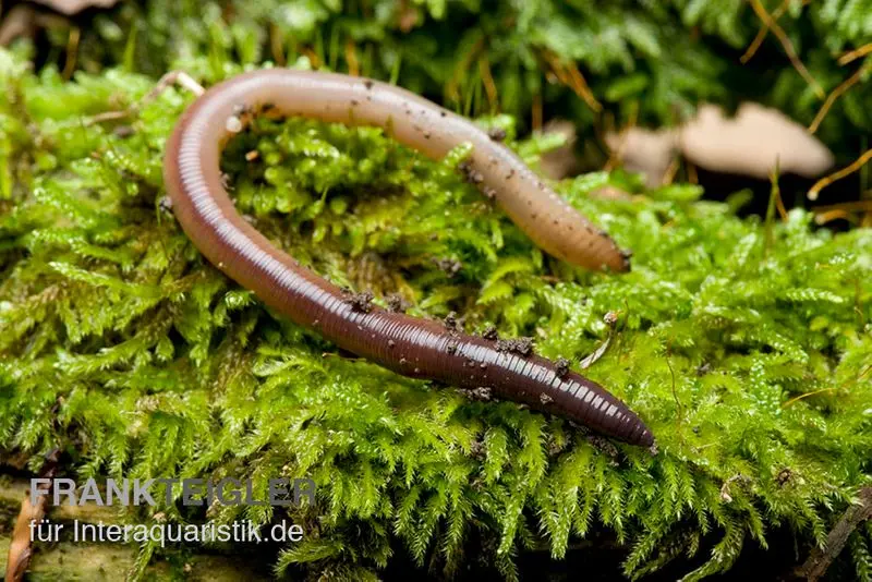 Ver de terreau, Lumbricus rubellus, 18 pièces