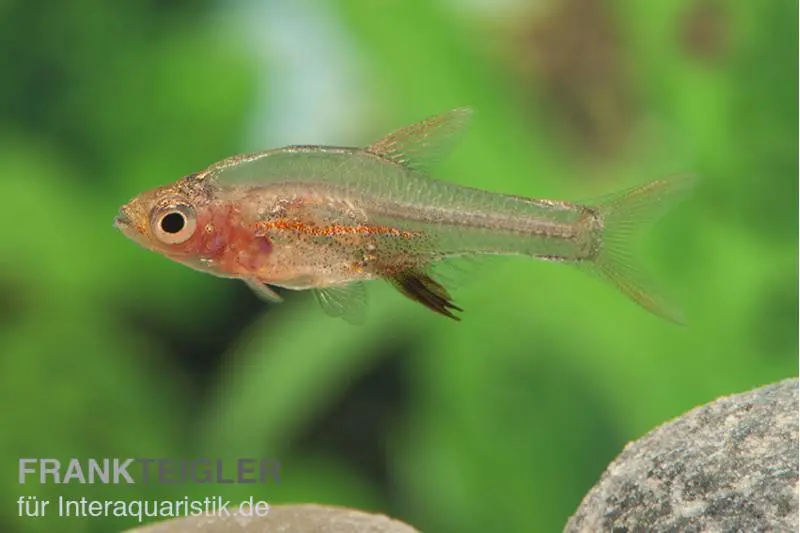 Rasbora d’Axelrod rouge, Rasbora axelrodi (mini-poisson)
