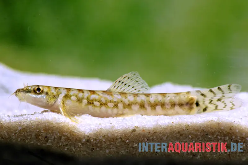 Loche de ruisseau indienne, Mesonoemacheilus guentheri