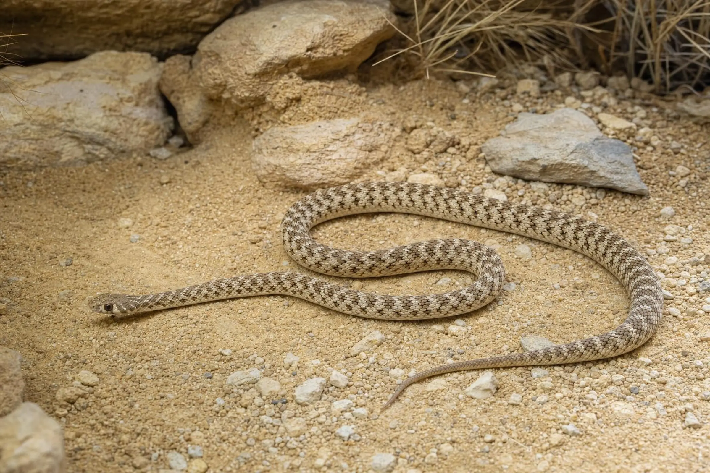 Couleuvre flèche d’Anderson, Platyceps rogersi