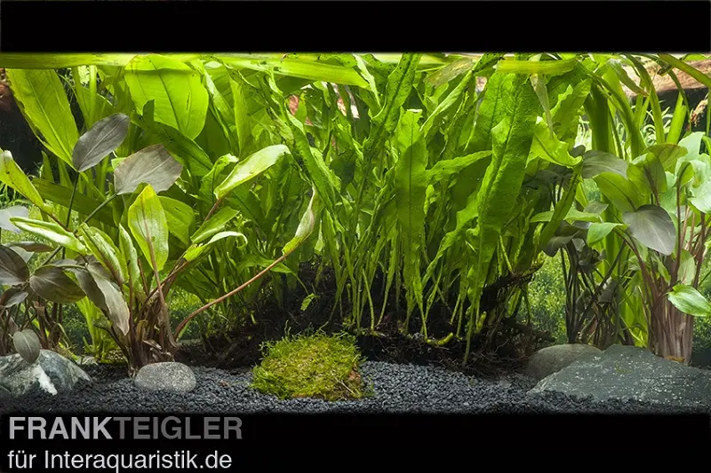 Assortiment de plantes d’aquarium pour grands aquariums à partir de 150 cm, set de plantes d’aquarium