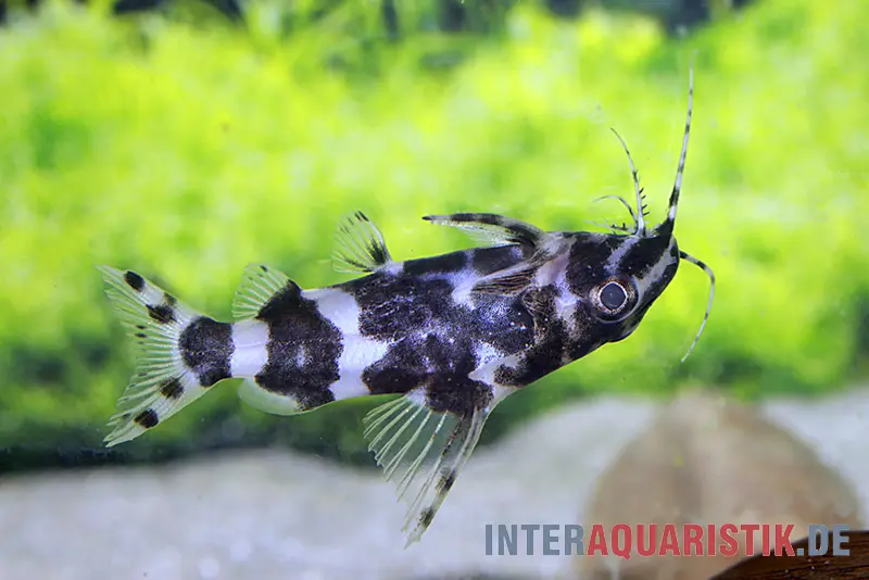 Silure du Congo zébré nageant sur le dos, Synodontis sp. aff. nigriventris ZEBRA KUTU