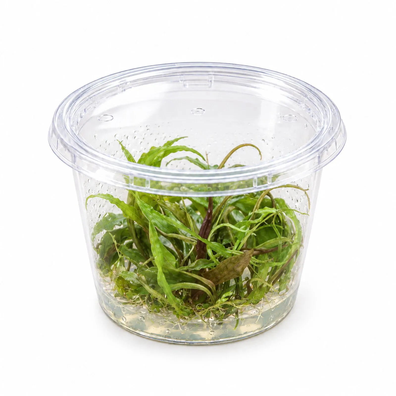 Cryptocoryne pourpre, Cryptocoryne x purpurea, In Vitro