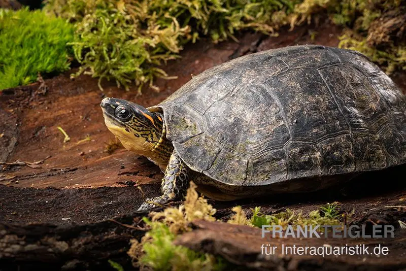 Tortue terrestre de Guyana, Rhinoclemmys punctularia