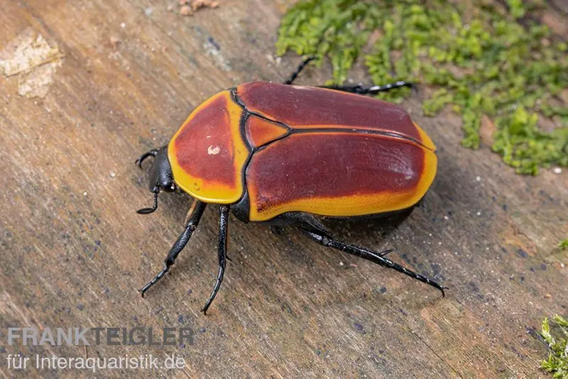 Cétoine des roses du Congo (Aurantia), Pachnoda marginata aurantia