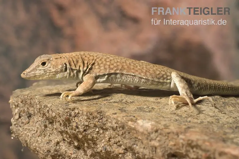 Lézard à doigts frangés de Duméril, Acanthodactylus scutellatus