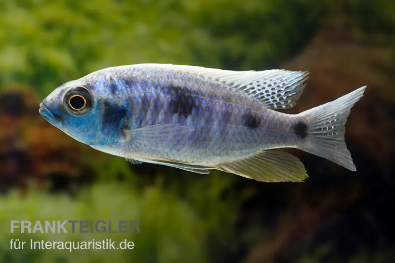 Copadichromis chrysonotus F2, élevage allemand