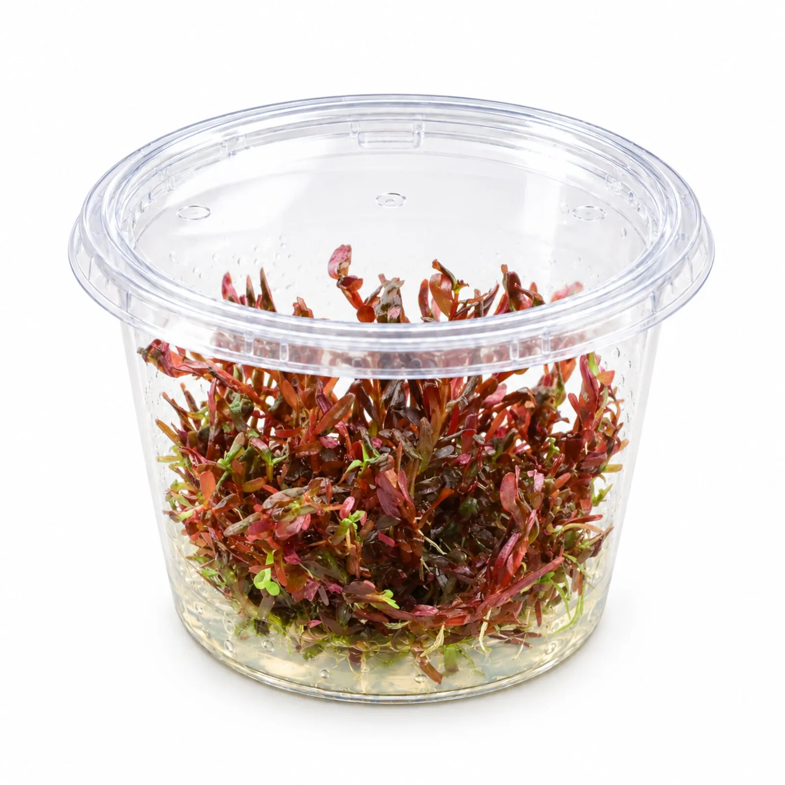 Rotala rouge sang, Rotala rotundifolia « Blood Red », In Vitro