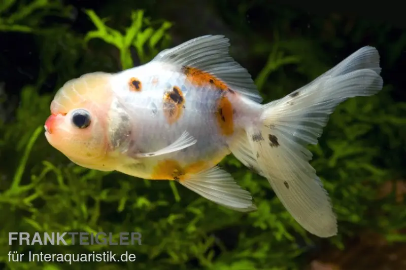 Oranda calico, Carassius auratus (eau froide), différentes tailles
