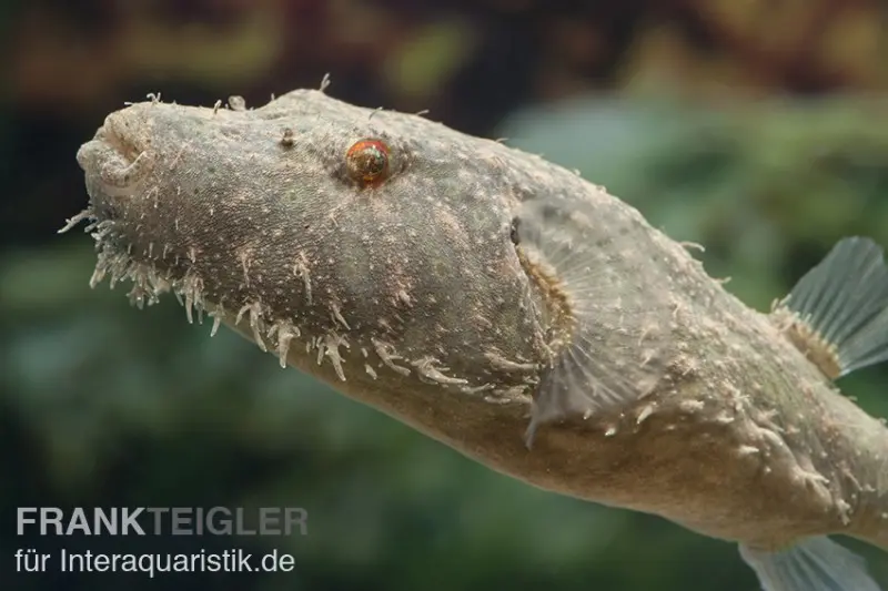 Fugu à lambeaux, Tetraodon baileyi (rareté)