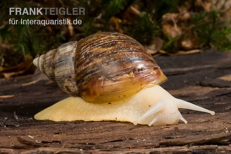 Escargot géant africain blanc, Achatina fulica « White Jade »