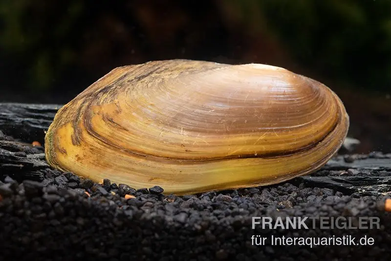 Moule d’eau douce tropicale, Pilsbryoconcha exi