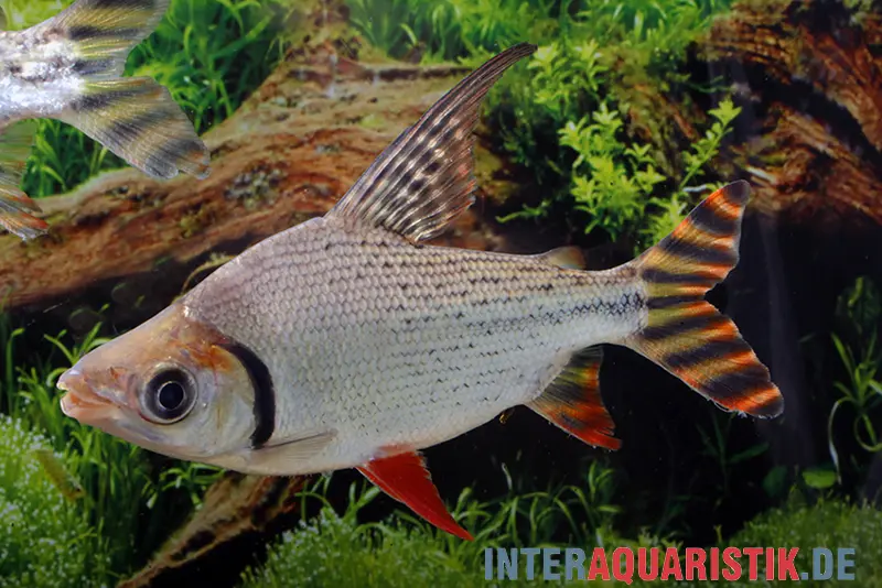 Tétra nocturne aux yeux rouges, Semaprochilodus laticeps, 6-9 cm