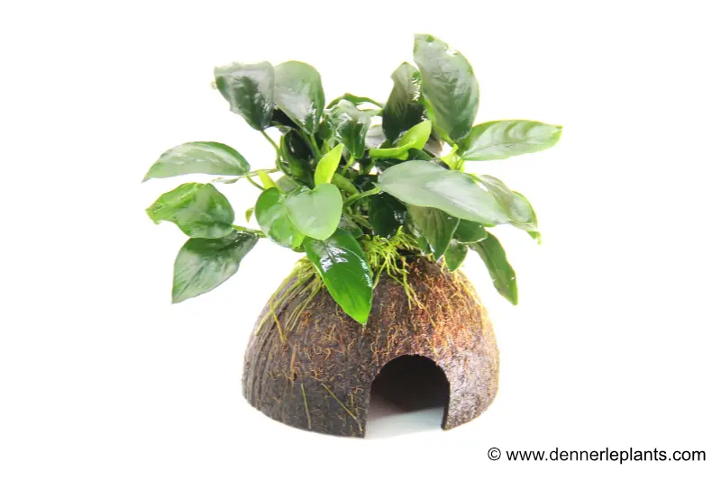 Dennerle Coco Cave avec Anubias, Anubias nana, sur demi-noix de coco