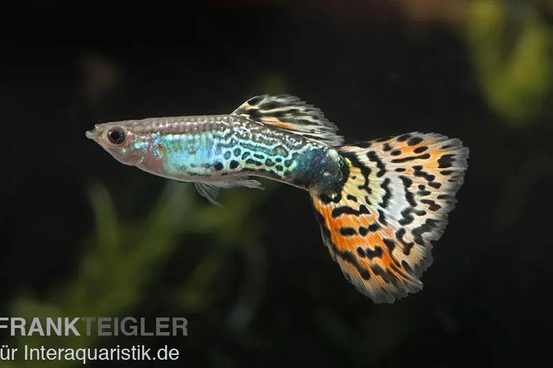 Guppy Leopard, Poecilia reticulata, vendu par couple