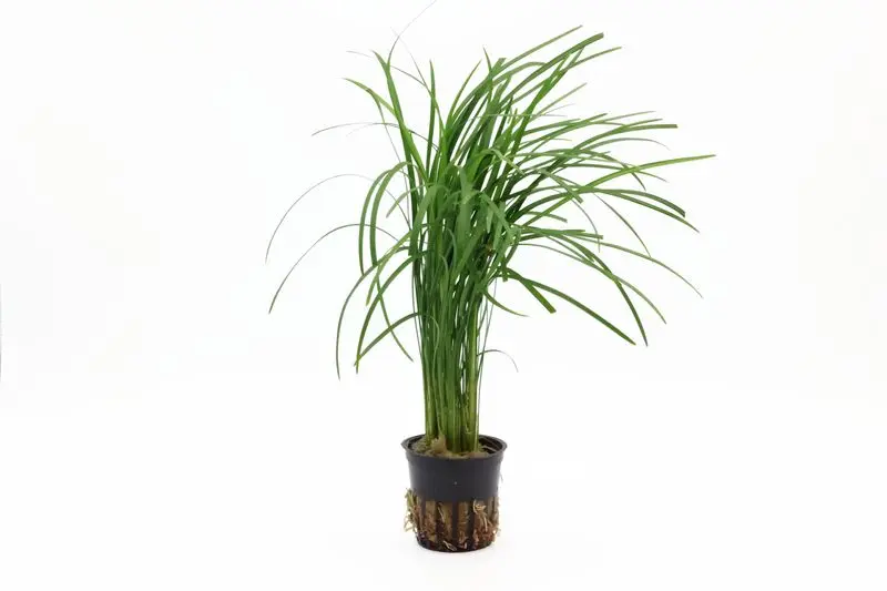Ophiopogon du Japon, Ophiopogon japonicus (plante de terrarium)