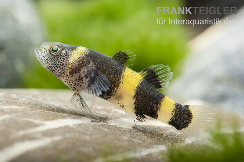 Gobie à anneaux dorés, Brachygobius doriae (mini-poisson)