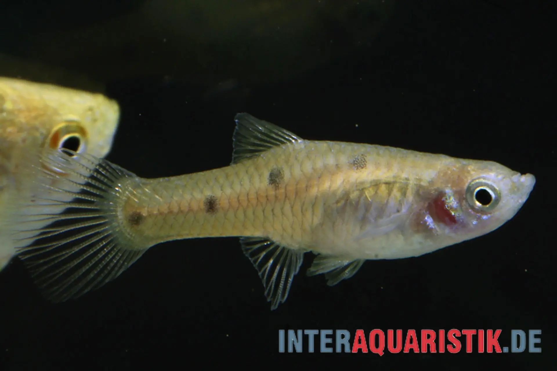 Killi à quatre points, Phallichthys quadripunctatus