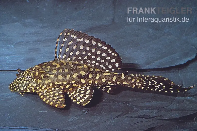 Pléco voilier à taches dorées, Glyptoperichthys joselimaianus L001