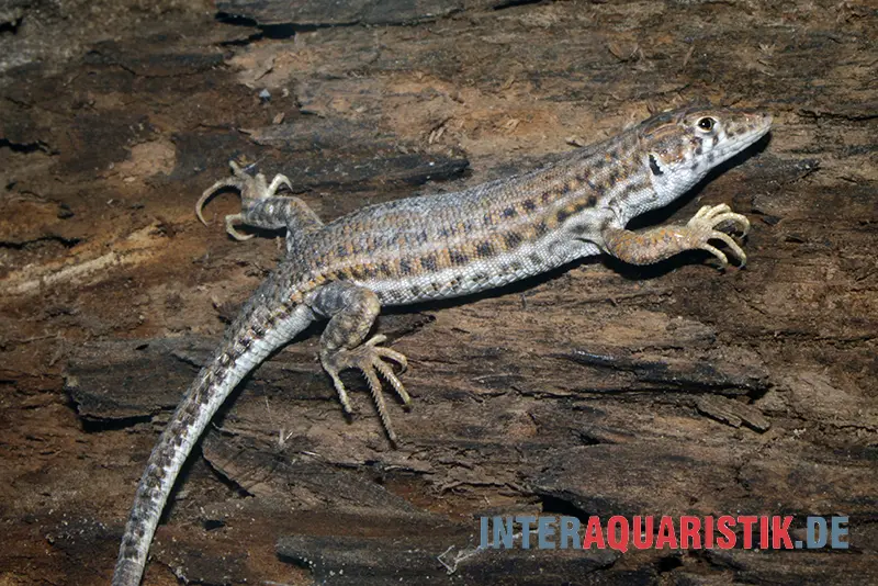 Lézard à franges, Acanthodactylus boskianus