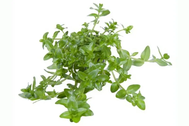 Grand bacopa, Bacopa amplexicaulis/caroliniana, en pot