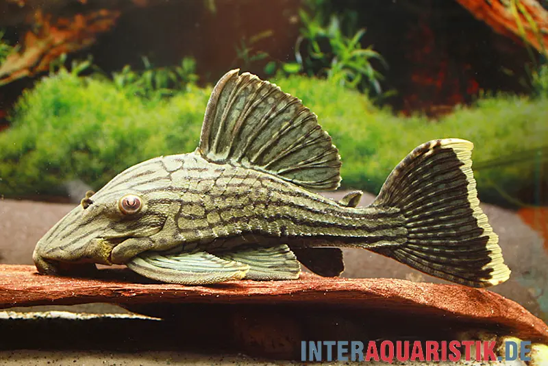 Green Royal Titan Pleco, L418, Panaque cf. titan, 15-20 cm